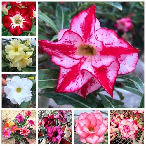 10pcs desert rose seeds - 10pcs,