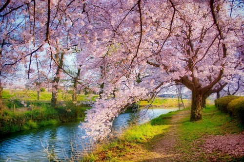 Photo wall mural - wall, mural-blossom