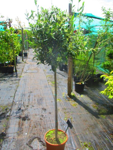 5ft inc pot - pot, olive