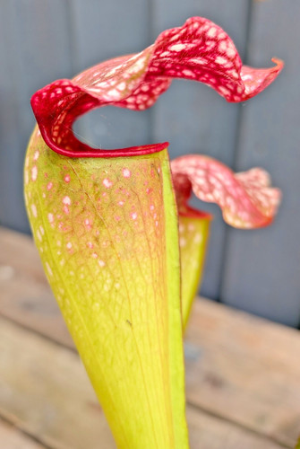 Sarracenia wilkerson white - wilkerson's,