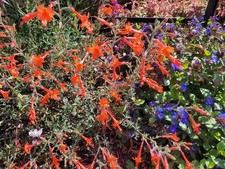 Zauschneria californica