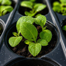 Tobacco seedlings grow - 5,