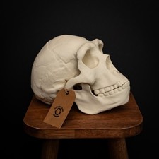 Homo Erectus Skull Lifesize