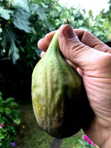 Fig tree from cyprus - cyprus, longue