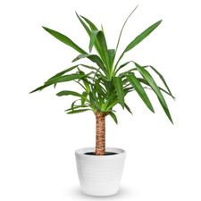 Yucca elephantipes houseplant - yucca,