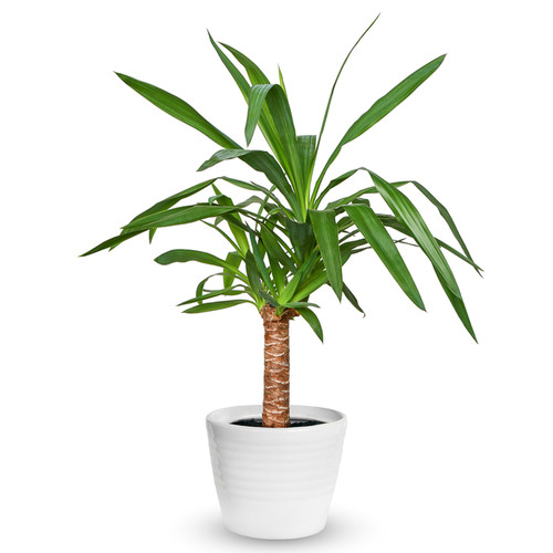 Yucca elephantipes houseplant - elephantipes,