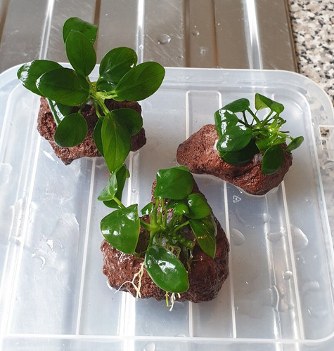 Anubias mini lava - x,