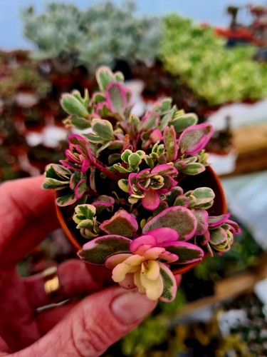 Sedum spurium tricolour - sedum,