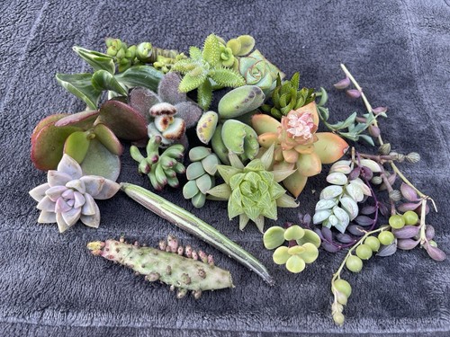 Assorted succulent cuttings - 25,