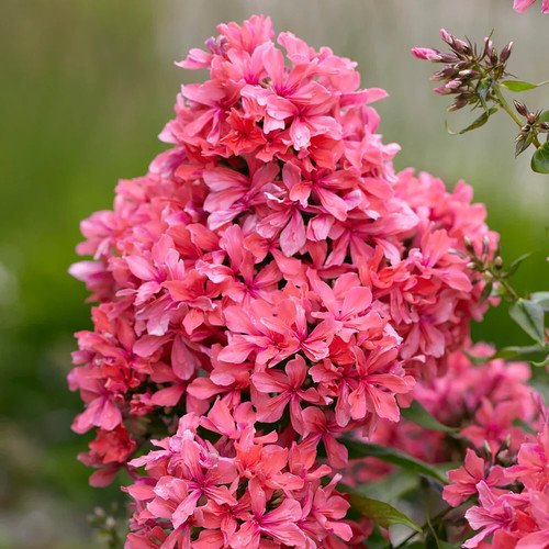 Phlox cleopatra scented - phlox, |