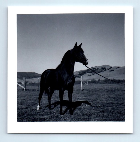 Old vintage square photo horse - vintage,