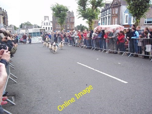 Photo 6x4 moffat sheep - sheep, race