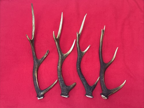 Pieces sika deer antlers - 4, of