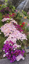 10x Delosperma plug plant cuttings, Mixed  color,(perennial).