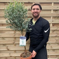 Large Eucalyptus Tree Plant