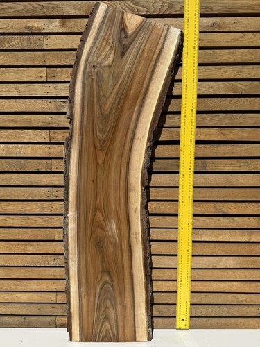 Premium european walnut live - european,