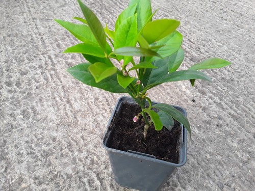 Fruiting calamondin citrus - fruiting,
