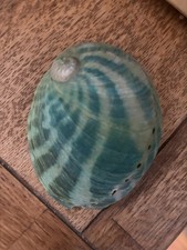 Gorgeous Abalone Shell Unique