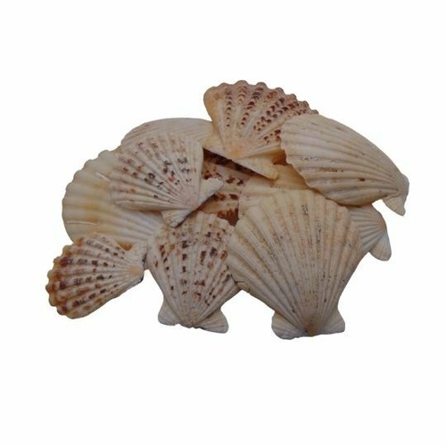 Randula pecton natural shells - ,