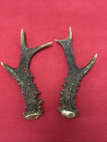 Pair fancy roe deer antlers - fancy,