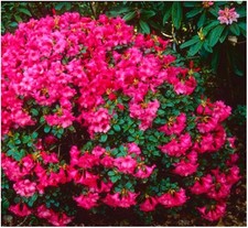 Litre dwarf rhododendron - litre,