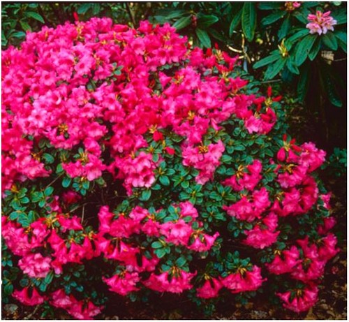 Litre dwarf rhododendron - |,