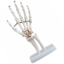 Hand Skeleton Model Articulating Human Hand Joint Educational Model