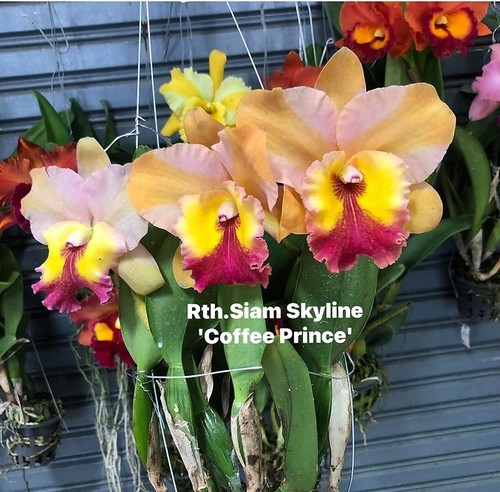 Rare cattleya rth - /, rth.