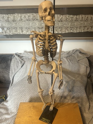 Vintage educational skeleton - vintage,