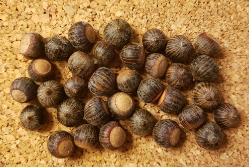 Stratified pin oak acorns - 30,