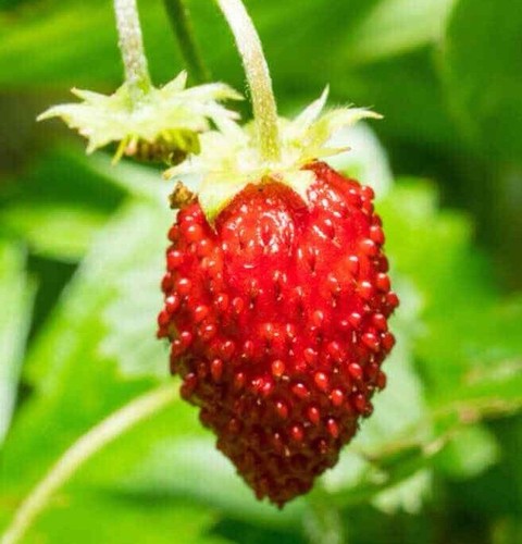 100 wild strawberry seeds - strawberry,