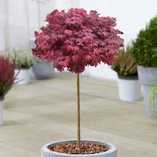 Acer hime shojo tree - acer, japanese