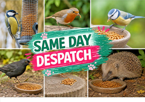 Dried mealworms high - mealworms,