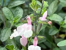 Salvia 'Stormy Pink' - 9cm pot