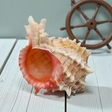 ROSE MUREX | Natural Seashell | Vokesimurex Rubidus | Beach Shell | 8-9cm