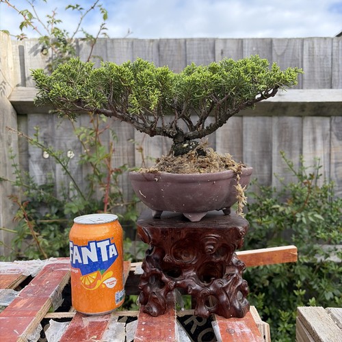 Bonsai tree itoigawa juniper - tree,