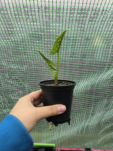 Zantedeschia hercules white - zantedeschia,