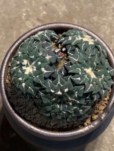 5cm rareplant ariocarpus fis - rareplant,