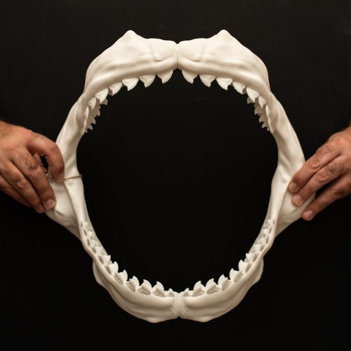Tiger shark jaws replica 40cm - tiger,