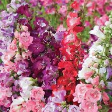 Penstemon, wedding bells