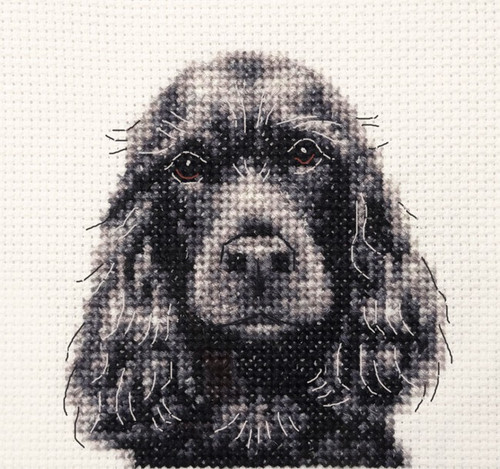 Black cocker spaniel dog full - cocker,