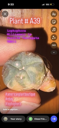 Ariocarpus aztekium - ariocarpus,