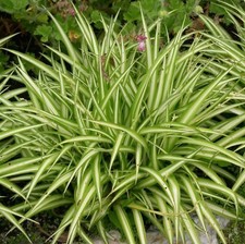 Spider Plant Plug Plants