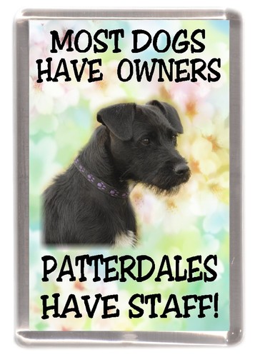 Patterdale terrier dog - patterdale,