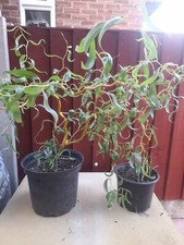 Salix Single Stem Weeping Willow Tree Ex- 2L Pot