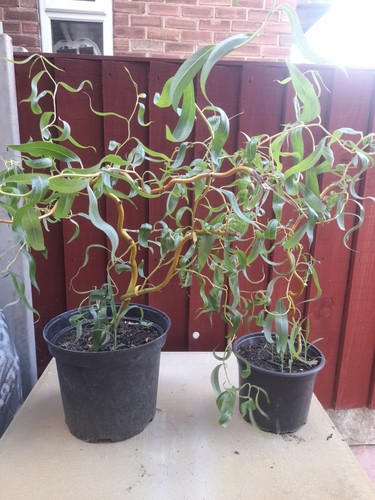 Salix single stem weeping - salix,