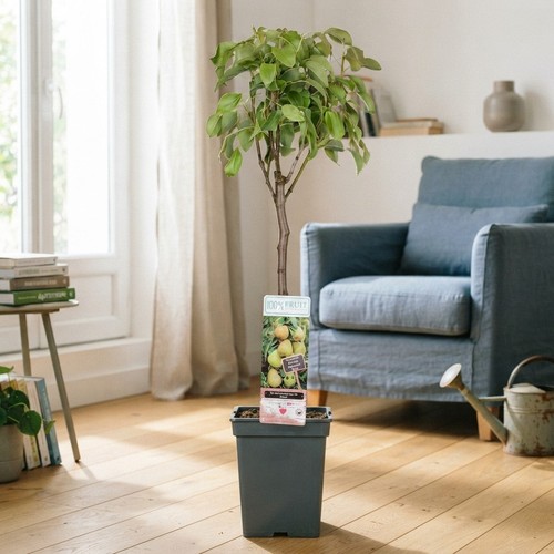 Patio fruit tree collection - fruit,