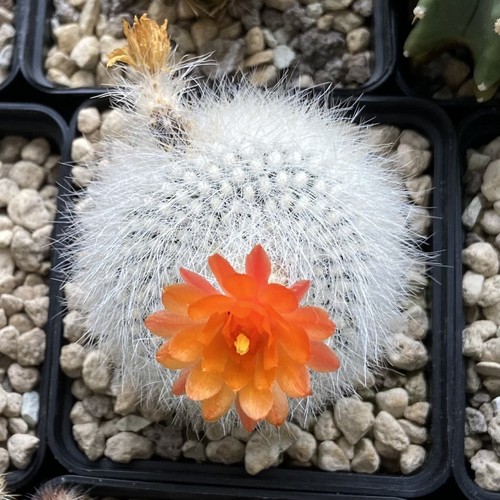 Parodia haselbergii notocactus - parodia,