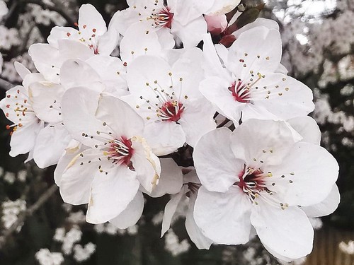 Prunus cerasifera cherry - cerasifera,,