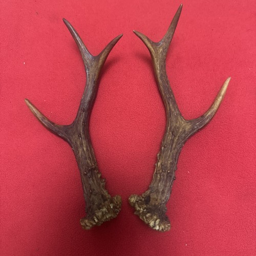 Pair roe deer antlers - of,